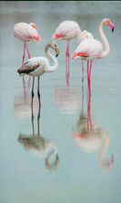Pink Flamingoes on the lake
